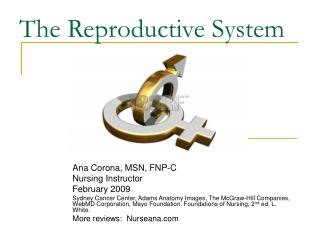 The Reproductive System