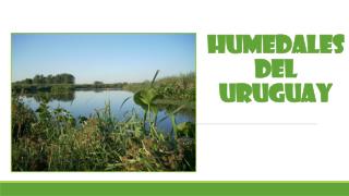 HUMEDALES DEL URUGUAY