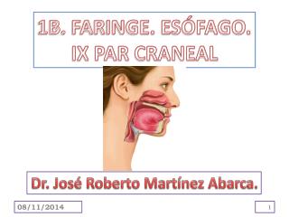 1B. FARINGE. ESÓFAGO. IX PAR CRANEAL