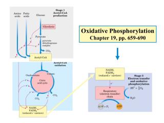Oxidative Phosphorylation Chapter 19, pp. 659-690