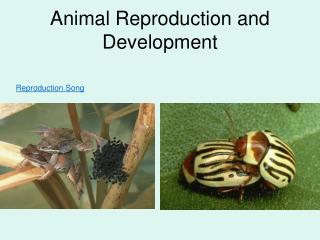 Animal Reproduction and Development