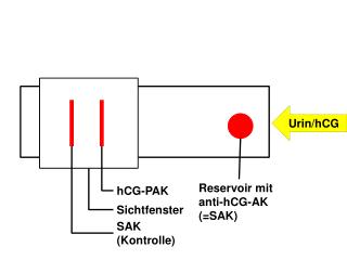 Urin/ hCG