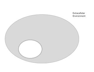 Extracellular Environment