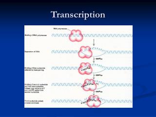 Transcription