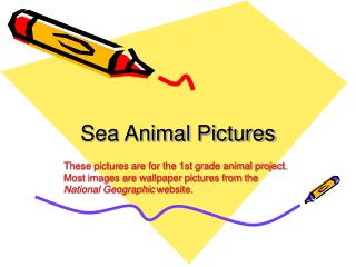 Sea Animal Pictures