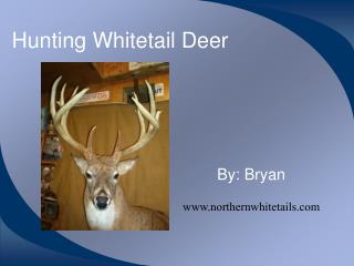 Hunting Whitetail Deer