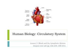 Human Biology: Circulatory System