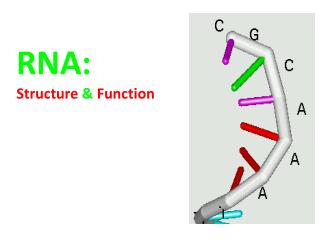 RNA: Structure &amp; Function