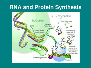 RNA and Protein Synthesis