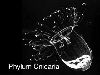 Phylum Cnidaria