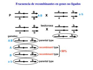 Fracuencia de recombinantes en genes no ligados