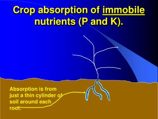 Crop absorption of immobile nutrients (P and K).