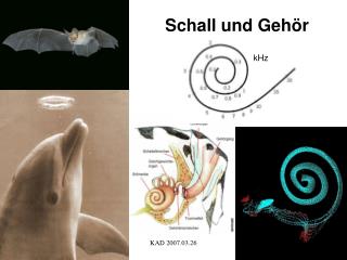 Schall und Gehör