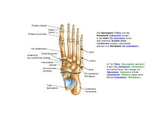 Talus Sprungbein