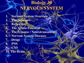 Biology 30 NERVOUS SYSTEM 	1.     Nervous System Overview 	2.    The Neuron 	3.    Reflex Arc