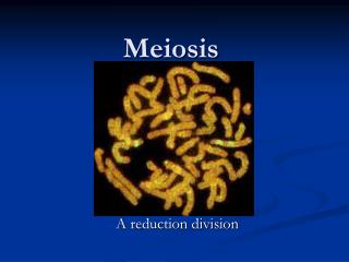 Meiosis