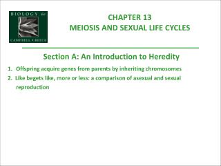 CHAPTER 13 MEIOSIS AND SEXUAL LIFE CYCLES