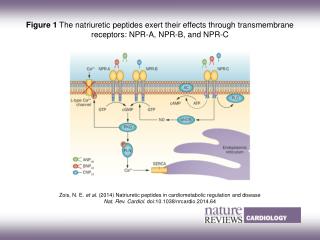 Zois, N. E. et al. (2014) Natriuretic peptides in cardiometabolic regulation and disease