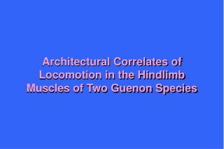 Architectural Correlates of Locomotion in the Hindlimb Muscles of Two Guenon Species