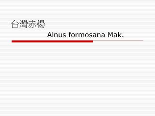 台灣赤楊 Alnus formosana Mak.