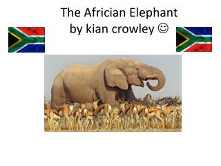 The A frician Elephant by kian crowley 