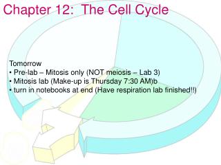 Chapter 12: The Cell Cycle