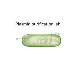 Plasmid purification lab