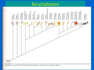 Invertebrates