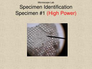 Microscope Lab Specimen Identification Specimen #1 (High Power)