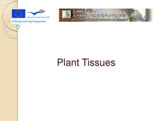 Plant Tissues