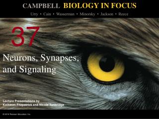 Neurons, Synapses, and Signaling