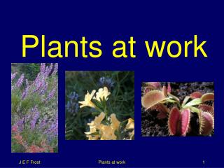 Plants at work