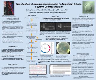 Identification of a Mammalian Homolog to Amphibian Allurin , a Sperm Chemoattractant