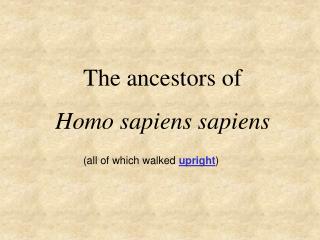 The ancestors of Homo sapiens sapiens