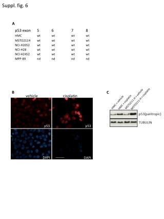 Suppl. fig. 6