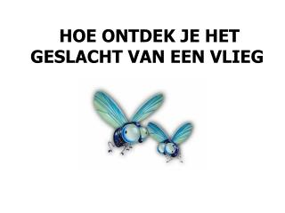 HOE ONTDEK JE HET GESLACHT VAN EEN VLIEG