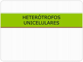 HETERÓTROFOS UNICELULARES