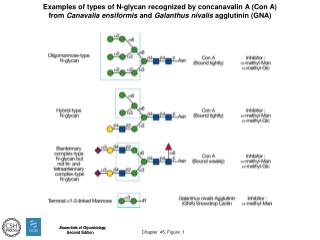 Chapter 45, Figure 1