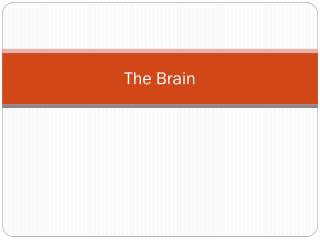 The Brain