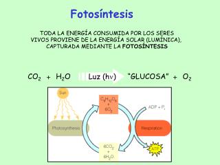 Fotosíntesis