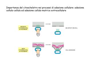 Tre meccanismi di adesione cellula-cellula