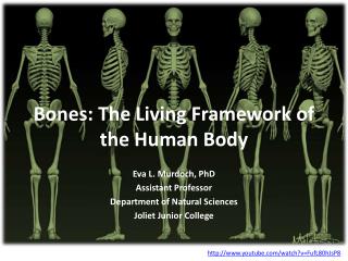 Bones: The Living Framework of the Human Body