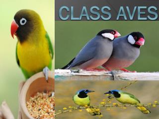 Class aves