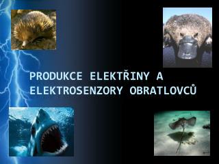 Produkce elektřiny a elektrosenzory obratlovců