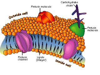 Fluid Mosaic Model