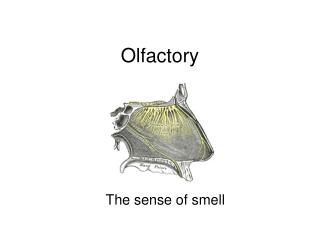Olfactory