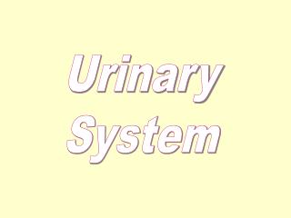 Urinary System