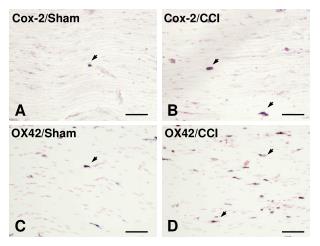 Cox-2/Sham