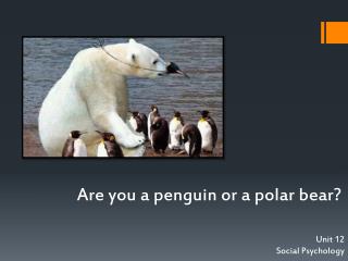 Are you a penguin or a polar bear?