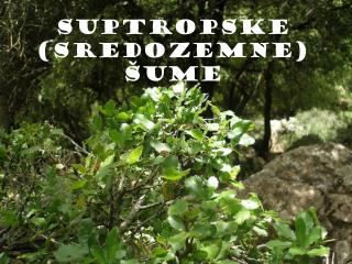 SUPTROPSKE (SREDOZEMNE) ŠUME